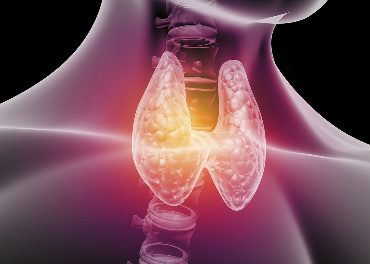 Human thyroid anatomy 3d illustration